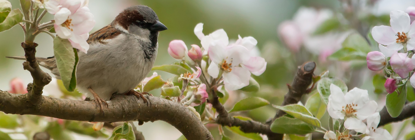 bird in dogwood tree