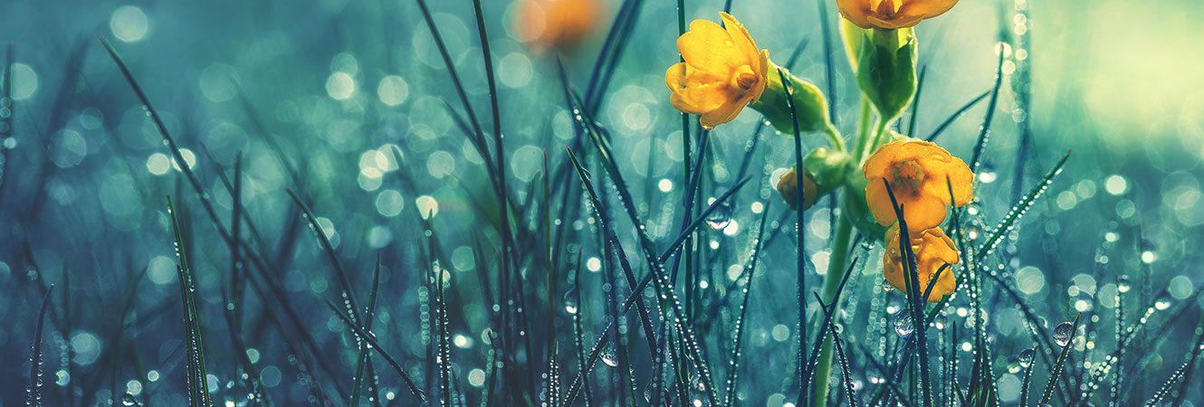Yellow spring flowers with raindrops