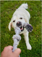 Dog playing with his owner