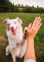 Dog High Five